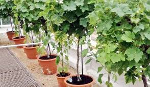 Buah yang selalu muncul di catatan kuno, dan sangat populer di seluruh dunia berkat nilai jual dari tanaman anggur ini juga masih termasuk tinggi, karena anggur memiliki konsumen baik dari. Repotting Tanaman Anggur Kampustani Com