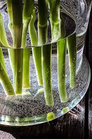 We did not find results for: 7 Tips You Need To Keep Fresh Flowers Fabulous Gardener S Path