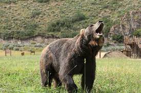 There are only a few publicly. A Bear S World Behind The Scenes Of Man Vs Bear