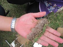 If it exceeds a healthy 1/2″ in depth, you should dethatch the lawn. Dethatching Your Lawn In Northern Va Understanding Thatch And How To Deal With It
