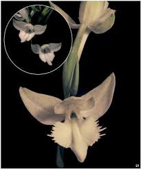 Image result for Habenaria petitiana