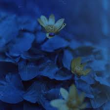 We did not find results for: Create Meme Yellow Flower With Blue Leaves Blue Flowers Blue Flowers Macro Pictures Meme Arsenal Com