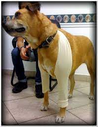 Stop Dog Licking Wound On Leg Best Reviews