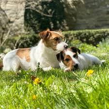 Gasthaus Hotel Berninahaus All Animals Except Man Know That The Principal Business Of Life Is To Enjoy It Samuel Butler New Entry In The Family Junior Pepper