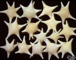 Black sand beach, vik, iceland. The Star Sand Beach Of Hoshizuna No Hama Amusing Planet