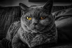 Pixabay De Ucretsiz Goruntuler Kedi Cat S Eyes Goz Hayvan 2020 Mavi Rus Kedisi Kedi Yavru Kediler
