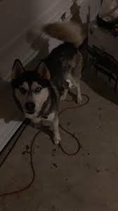 I found a husky dog in front of our front yard. We live in pflugerville TX.  Please let me know if you knew someone who lost husky male dog.