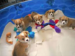 We did not find results for: Dogs Puppies For Sale In Jackson Mississippi Dogs For Sale Corgi Puppies For Sale Puppies For Sale
