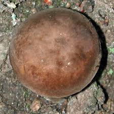 Image result for Lactarius mutabilis