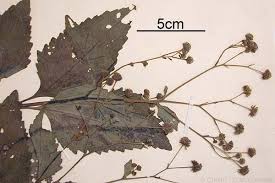 Image result for Adenostemma viscosum