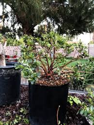 Description of techniques for stimulating the tree main types of buds on pine bonsai: Bonsai Back Budding Satsuki Azalea Steemit