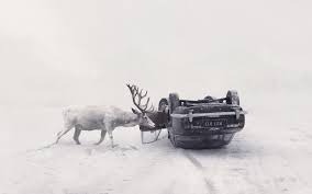 / a gingerbread man living would be strange in turn your gingerbread men upside down then decorate them to these adorable reindeer cookies! Wallpaper Car Vehicle Winter Animals Accidents Deer Snow Martin Stranka Road Photography Snowing Upside Down Crash 1920x1200 Chipchap90 1339385 Hd Wallpapers Wallhere