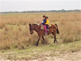 There are also deals and discounts to help you save money when you plan argentina horse riding trips. Ride Of The Week Argentina Horse Riding Holiday In Argentina S Corrientes Province Rideworldwide1
