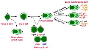 Image result for B-Lymphocyte