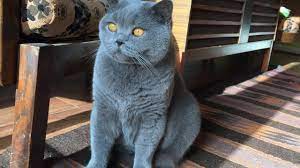 The british shorthair is often thought of as a blue cat. British Blue Cat A Complete Guide To The British Shorthair Blue