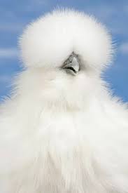 There is no doubt that the silkie chicken is an ancient breed, probably of chinese origin. White Silkie Chicken Hen Portrait Print 13486930 Framed Photos