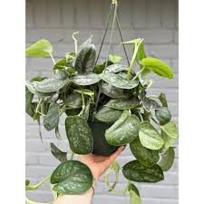 Image result for Tristachya superba