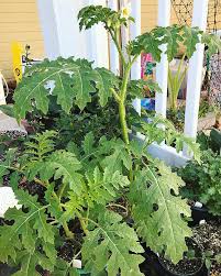 Image result for Solanum sisymbriifolium