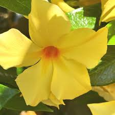 Image result for dipladenie žlutá obrázek