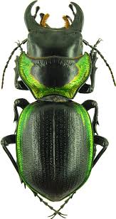 Image result for Mostuea batesii