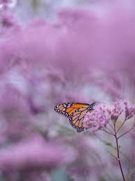 Check spelling or type a new query. 30 Beautiful Butterfly Wallpapers And Backgrounds Inspirationfeed