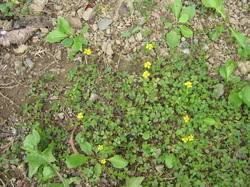 See more ideas about garden edging, landscape edging, lawn edging. Weeds The Trees Flowers Of Whangarei