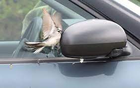 Die bachstelze ist ein kleiner, langschwänziger und ziemlich lebhafter vogel. Bad Wildbad Bachstelze Entdeckt Auto Fur Sich Bad Wildbad Umgebung Schwarzwalder Bote