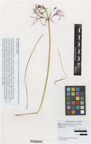 Image result for Nerine gaberonensis