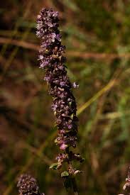 Image result for Platostoma