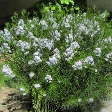 We did not find results for: Amsonia Hubrichtii Seeds Threadleaf Bluestar Arkansas Blue Star Plant World Seeds