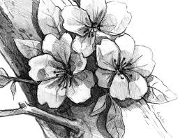 If you are a moderator please see our troubleshooting guide. Cherry Blossom Drawing In Pencil On Behance