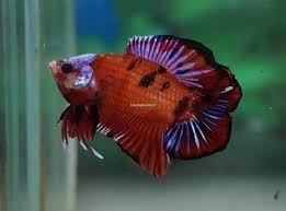 Tropical Fish Healthy Betta Rare Red Fancy Samurai Double Tail Plakat Male
