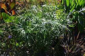 Image result for Cyperus tenax