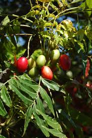 Image result for Harpephyllum afrum