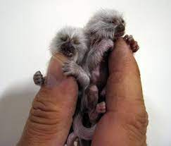 Baby Marmoset Miniature Animals Finger Monkey Tiny Monkey