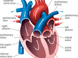 • identification of blood vessels as arteries, capillaries or veins from the structure of their walls. Av And Semilunar Heart Valves
