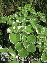 Image result for Plectranthus mandalensis
