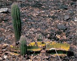 Seriously, with all the various types of cacti, there is absolutely no reason why you shouldn't grow at least one for yourself! Field Observations On Backebergia And Other Cacti From Balsas Basin Mexico