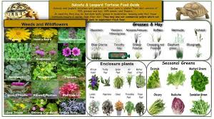 Leopard Diet Tortoise Food Sulcata Tortoise Leopard Tortoise