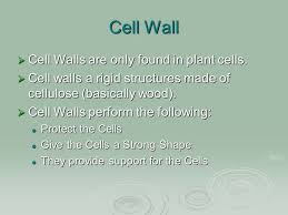A cell wall is a structural layer surrounding some types of cells, just outside the cell membrane. Plants Vs Animal Cells Mr Ellis Do Now What Do You Think Is The Most Important Organelle Why Please Explain Your Answer Using Science Ppt Download