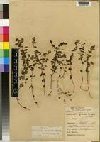 Image result for Oldenlandia goreensis