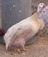 Guinea Fowl Backyard Poultry Wiki