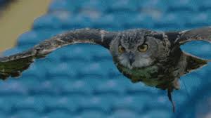 Owls 'tracking' middlesbrough midfielder, josh windass asking price revealed, former owl wants peterborough switch amid hull city interest Swfc Owls Sheffieldwednesday Wednesday Gifs Get The Best Gif On Giphy