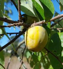 Image result for Diospyros