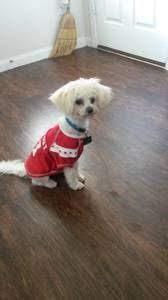 Houston Pets - Craigslist Craigslist Pets Pets Craigslist