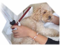 愛犬にやさしい びわの葉温灸 オリエンタルセラピー