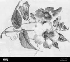 Image result for Thunbergia dregeana