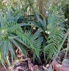 Image result for Encephalartos chimanimaniensis