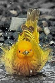 Yellow Warbler Very Cool Photo Blog Animals Beautiful Birds Animals Beautiful