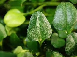 Image result for Falkia